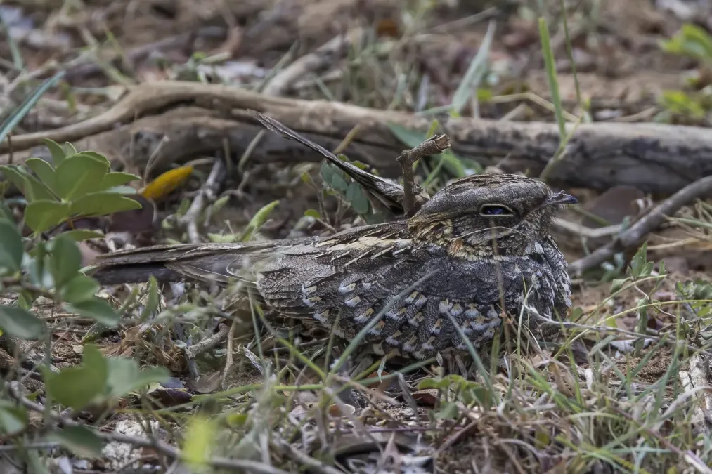 File:Jerdon’s nightjar (Caprimulgus atripennis aequabilis).jpg