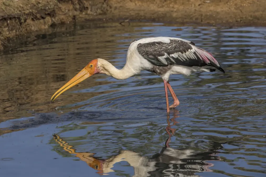 File:Painted stork (Mycteria leucocephala) catching fish 2 of 3.jpg