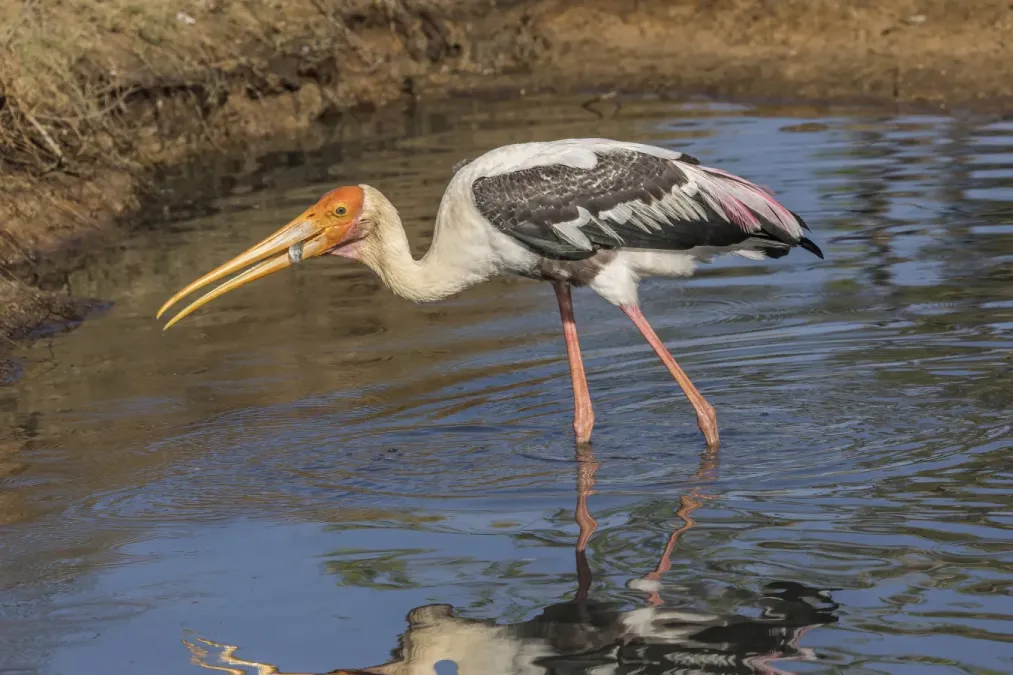 File:Painted stork (Mycteria leucocephala) catching fish 3 of 3.jpg