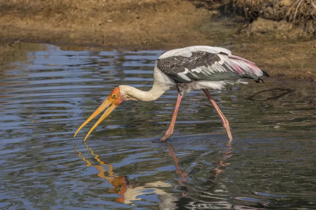 File:Painted stork (Mycteria leucocephala) catching fish 1 of 3.jpg