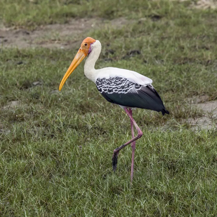 File:Painted stork (Mycteria leucocephala) Bundala.jpg