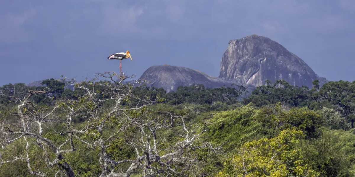 File:Painted stork (Mycteria leucocephala) in tree.jpg