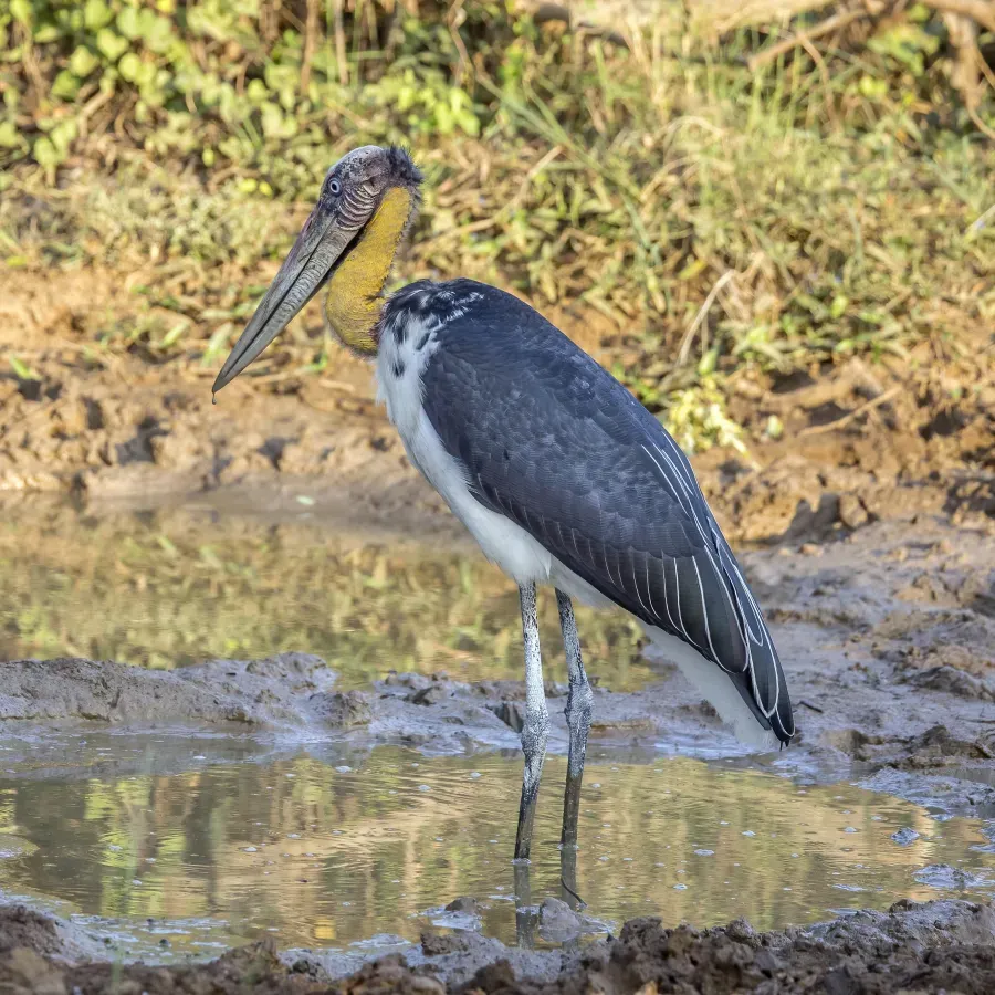 File:Lesser adjutant (Leptoptilos javanicus) Yala.jpg
