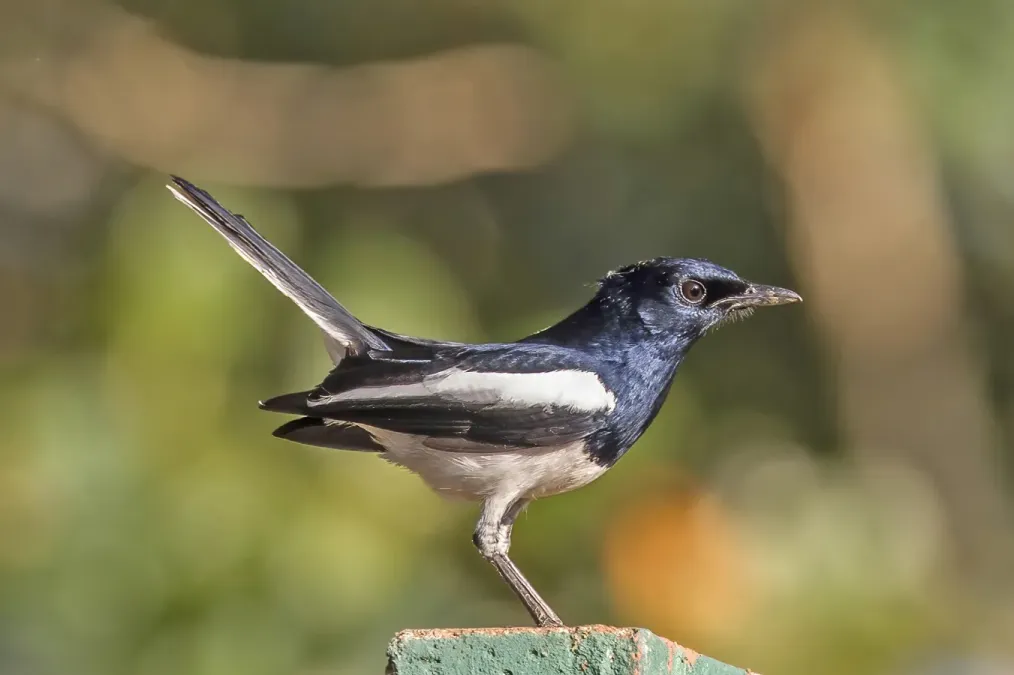 File:Oriental magpie-robin (Copsychus saularis ceylonensis) male.jpg