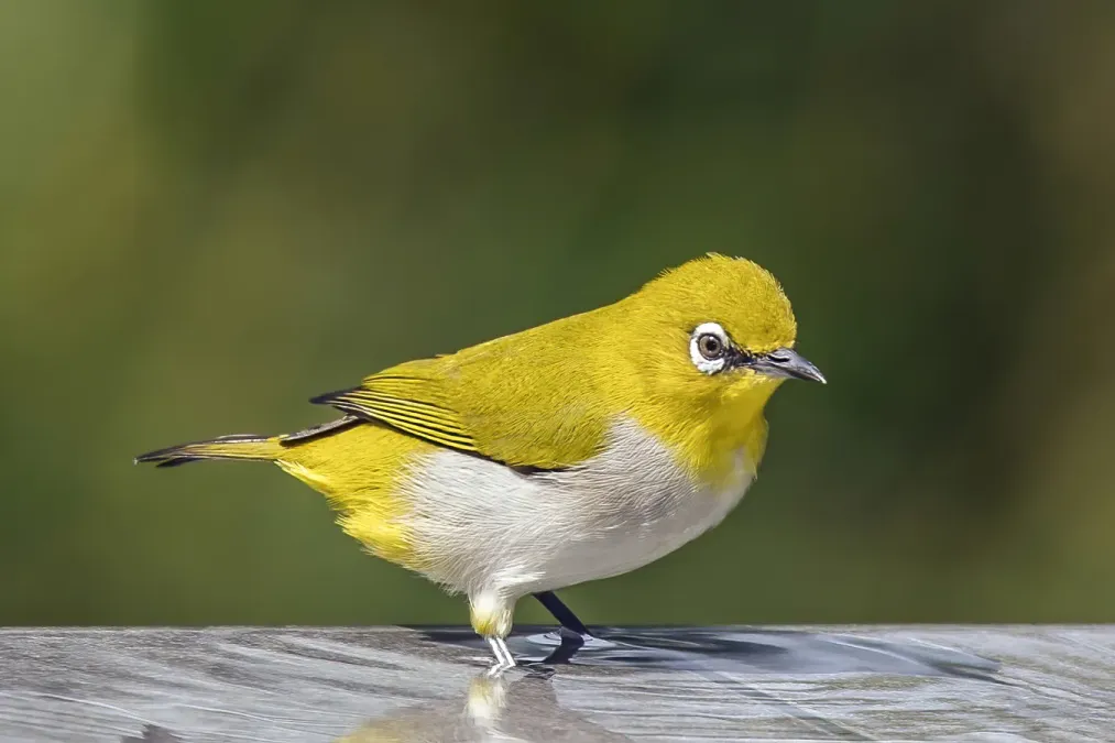 File:Indian white-eye (Zosterops palpebrosus egregius).jpg