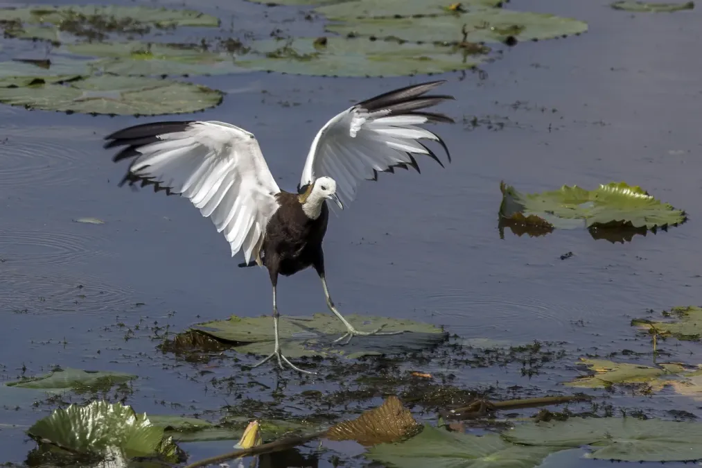 File:Pheasant-tailed jacana (Hydrophasianus chirurgus) landing.jpg