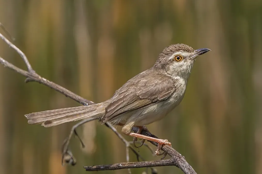 File:Plain prinia (Prinia inornata insularis).jpg