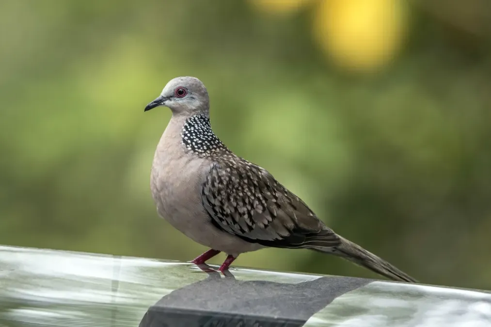 File:Spotted dove (Spilopelia chinensis ceylonensis).jpg