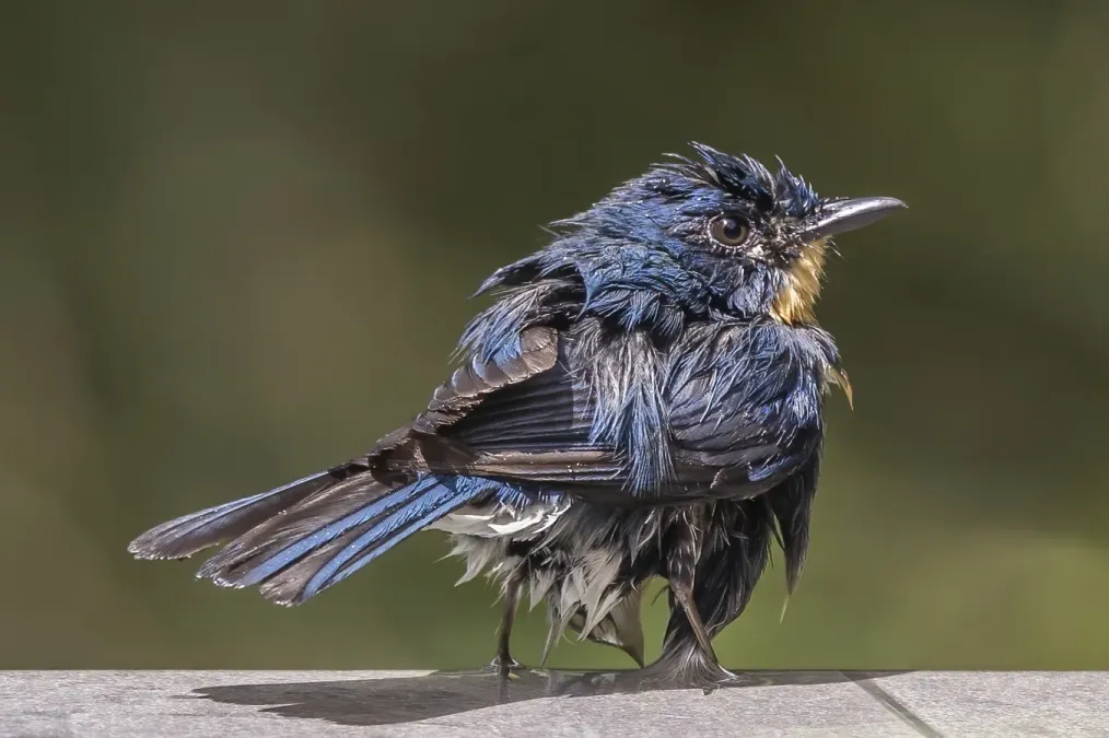 File:Tickell's blue flycatcher (Cyornis tickelliae jerdoni) 2.jpg