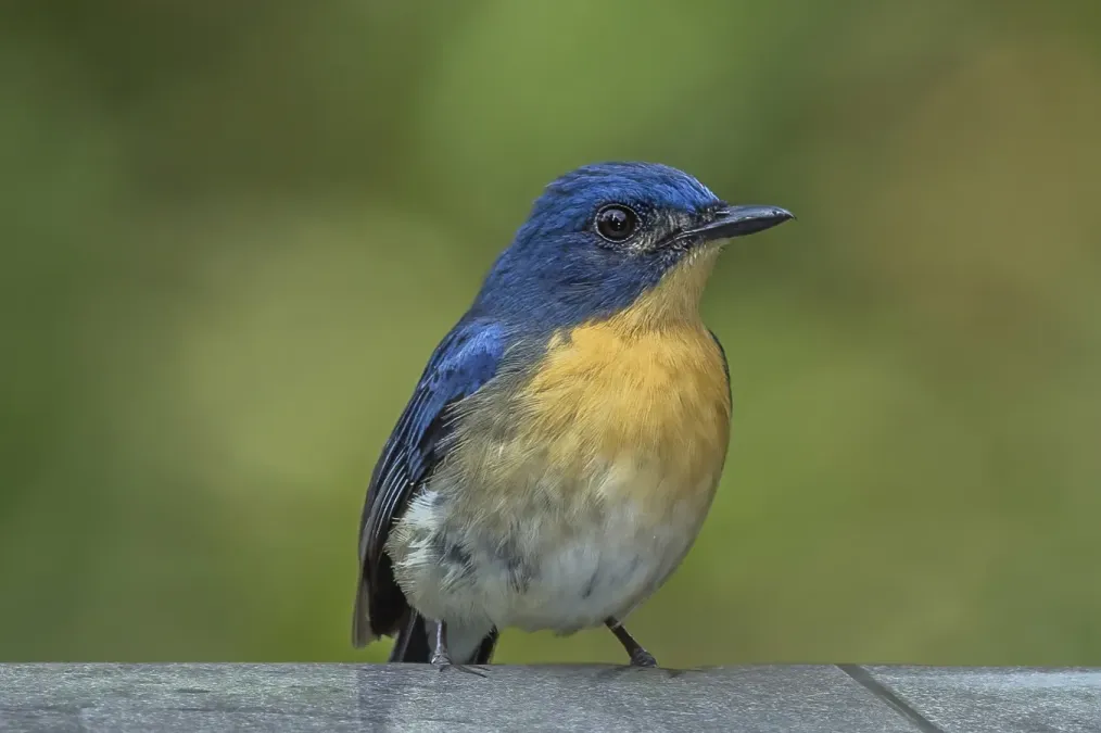 File:Tickell’s blue flycatcher (Cyornis tickelliae jerdoni).jpg