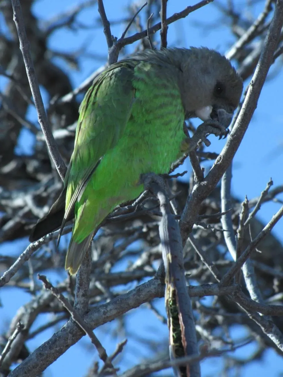 File:Poicephalus cryptoxanthus ssp. cryptoxanthus.jpg