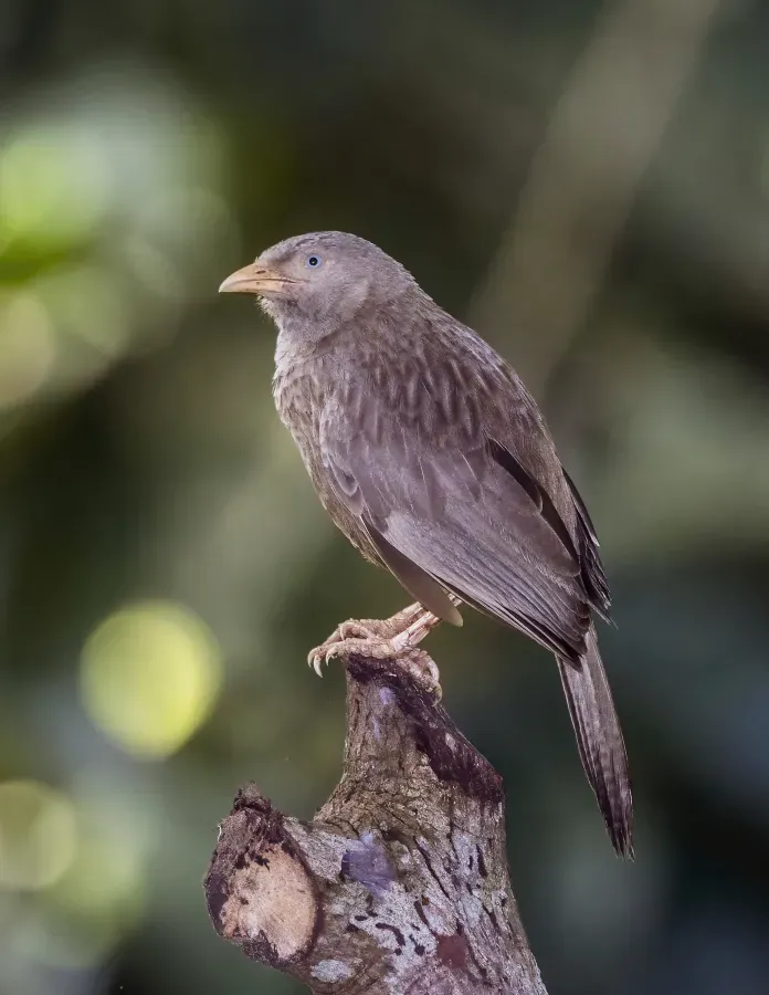 File:Yellow-billed babbler (Argya affinis taprobanus).jpg
