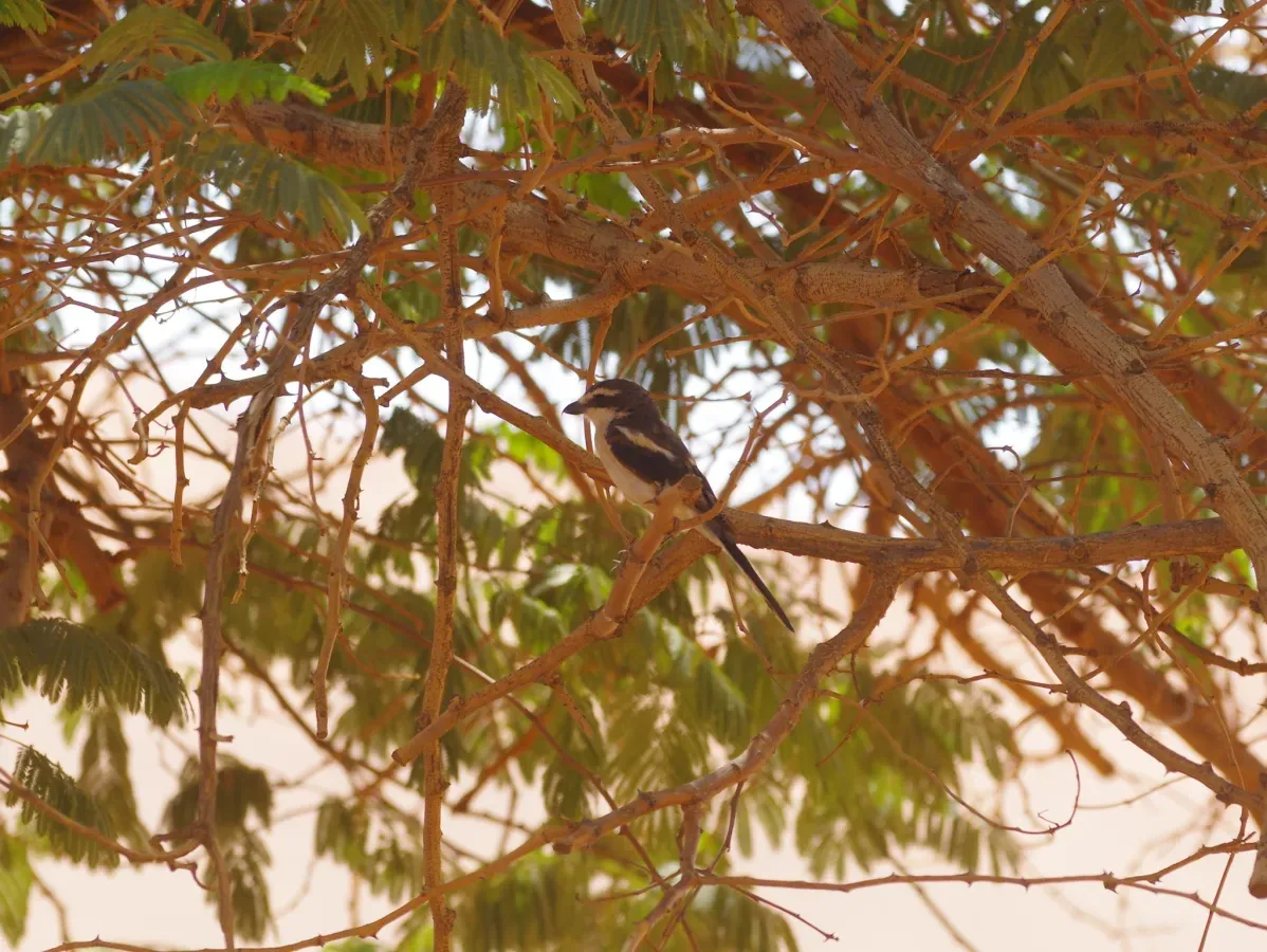 File:Lanius collaris ssp. aridicolus.jpg
