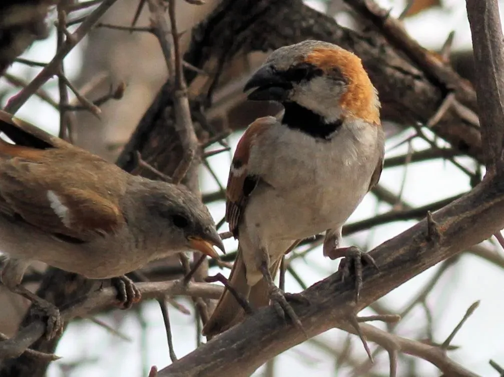 File:Passer motitensis ssp. motitensis.jpg