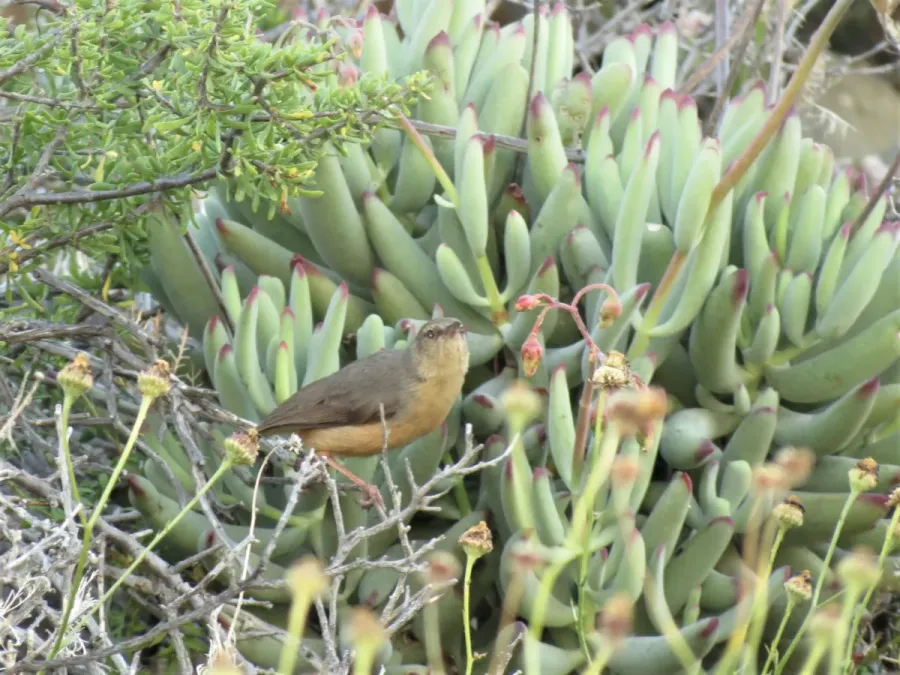 File:Sylvietta rufescens ssp. diverga.jpg