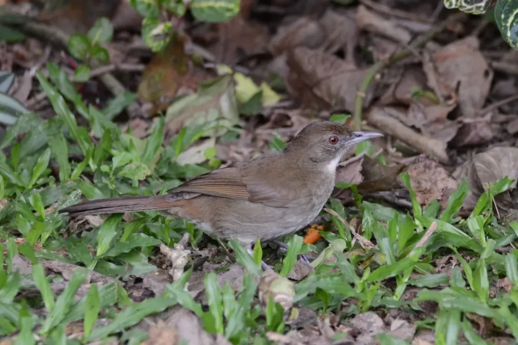 File:Phyllastrephus terrestris ssp. terrestris.jpg