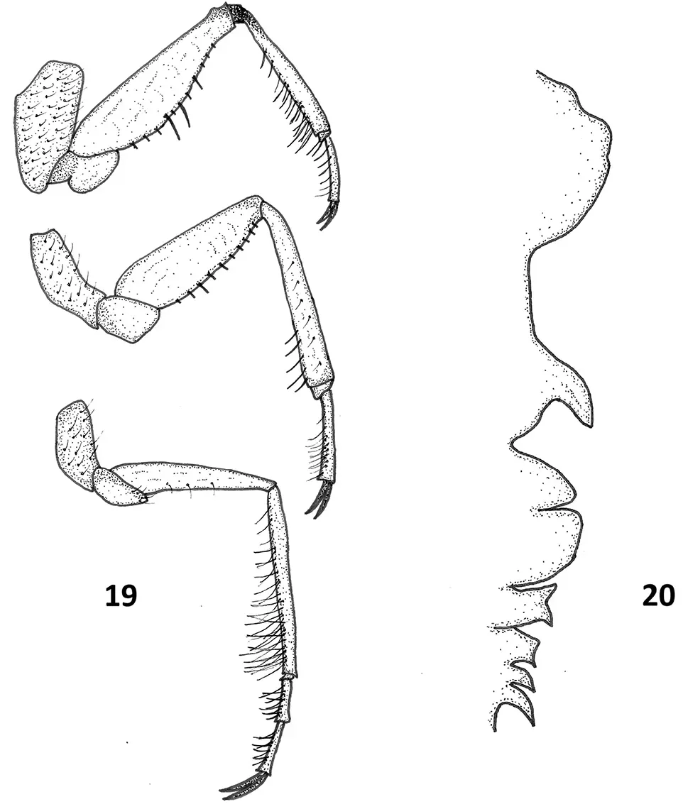 File:Paraplea melanodera (10.3897-zookeys.973.54026) Figure 19, 20.jpg