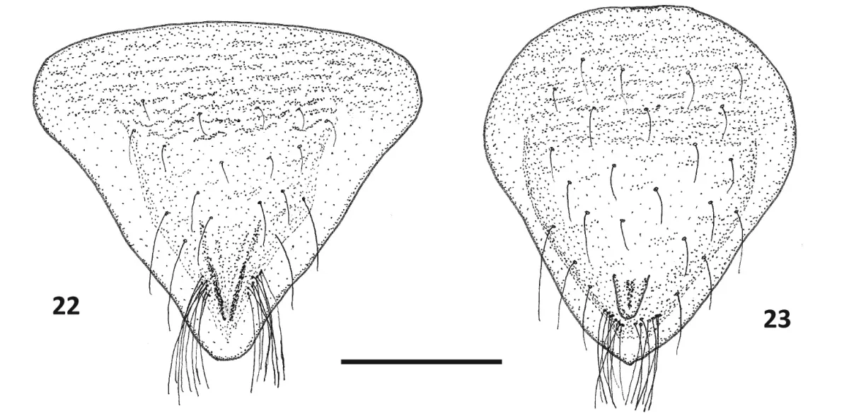 File:Paraplea melanodera (10.3897-zookeys.973.54026) Figures 22, 23.jpg
