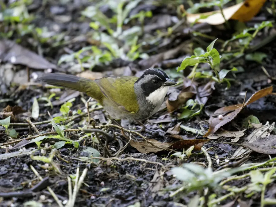 File:Arremon costaricensis - Costa Rican Brushfinch.jpg