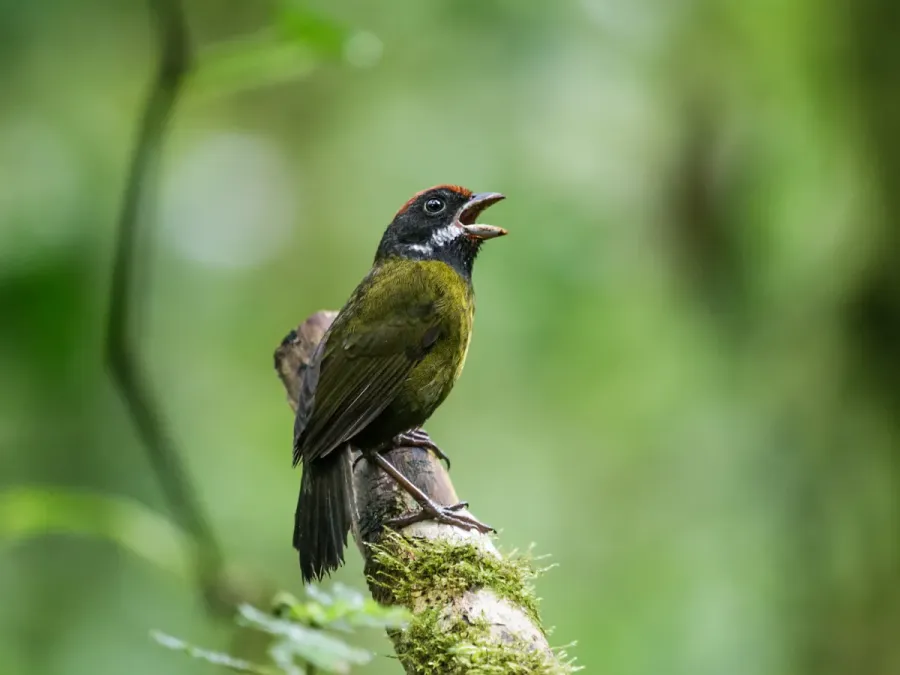 File:Arremon crassirostris - Sooty-faced Finch - singing.jpg