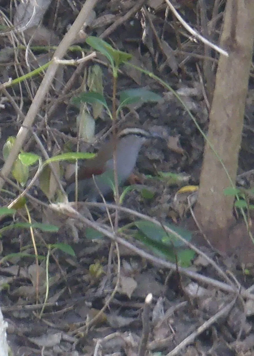 File:Tchagra tchagra ssp. tchagra.jpg