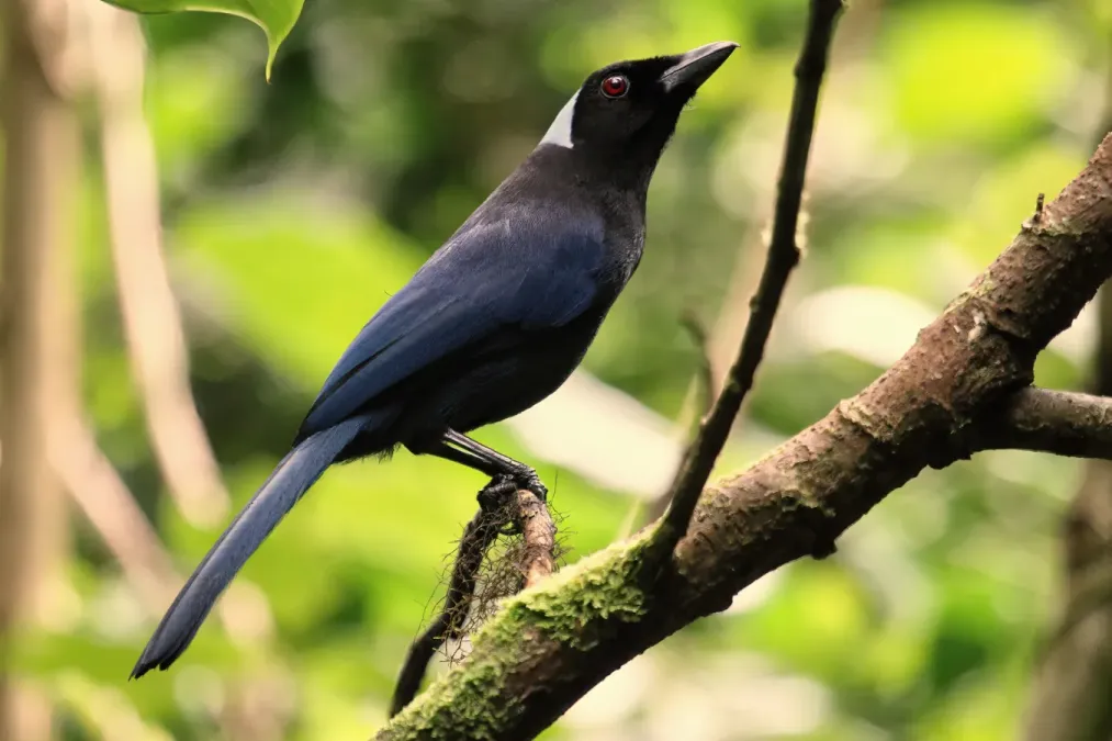 File:Cyanolyca cucullata Santa Elena 02.jpg
