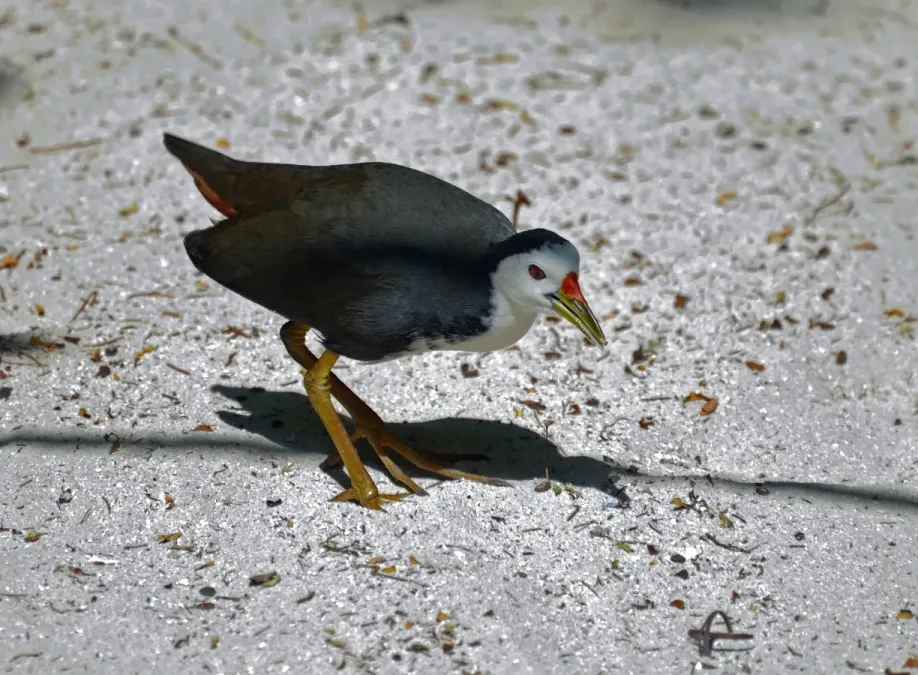 File:Amaurornis phoenicurus. Eriyadu, Maldives.jpg