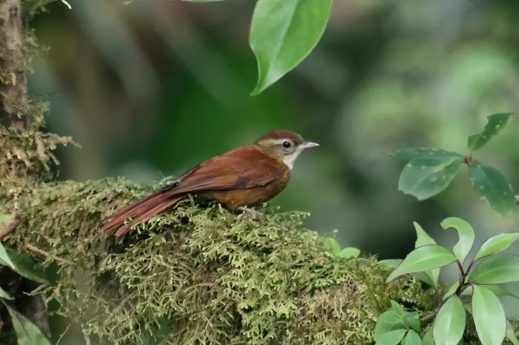 File:Margarornis rubiginosus Monteverde.jpg
