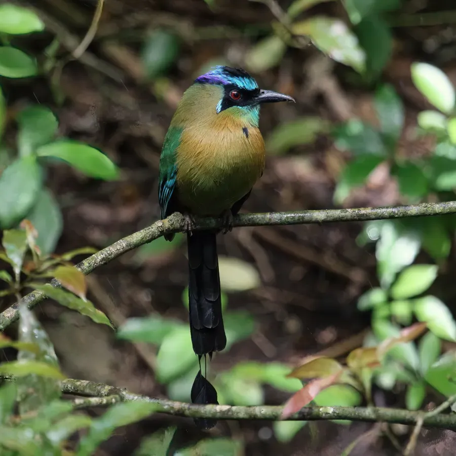 File:Momotus lessonii Santa Elena.jpg