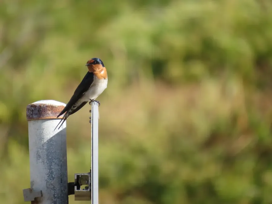 File:Welcome swallow (Hirundo neoxena) at Point Peron, March 2022.jpg