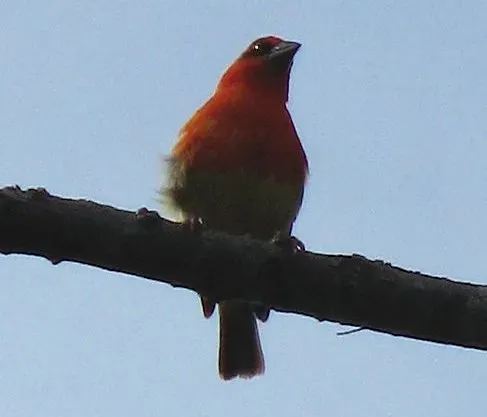 File:Foudia aldabrana (cropped).jpg