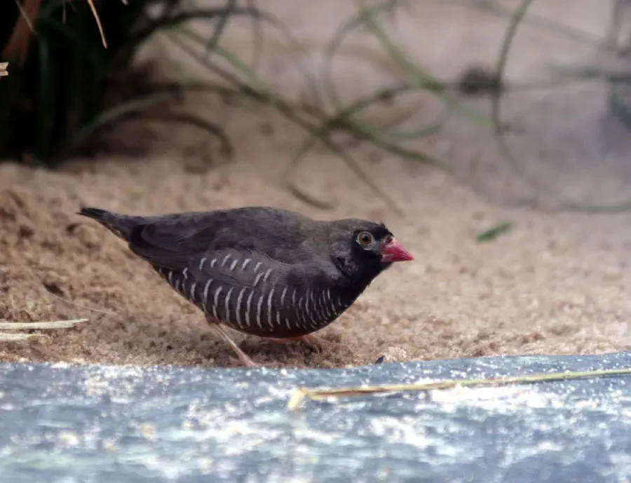 File:Wachtelastril-männchen-Ortygospiza-atricollis 8123.jpg