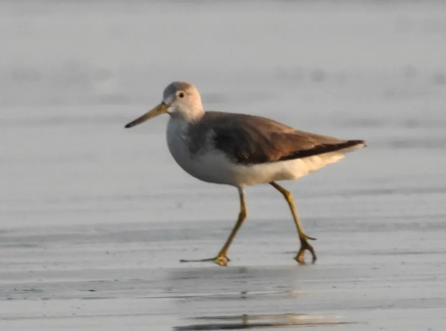 File:Nordmann's Greenshank Tringa guttifer by Raju Kasambe DSCN3885 01.jpg