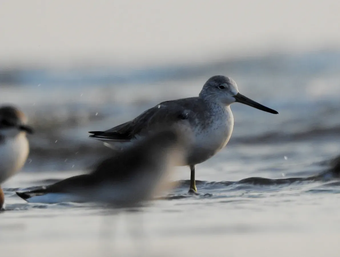 File:Nordmann's Greenshank Tringa guttifer by Raju Kasambe DSCN3885 04.jpg
