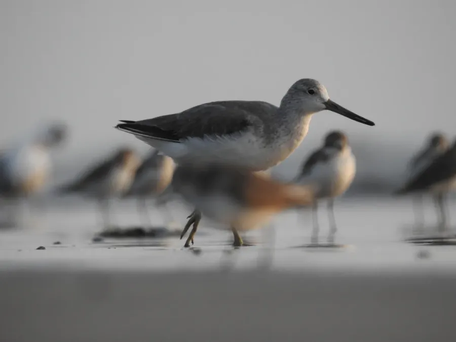 File:Nordmann's Greenshank Tringa guttifer by Raju Kasambe DSCN3885 06.jpg