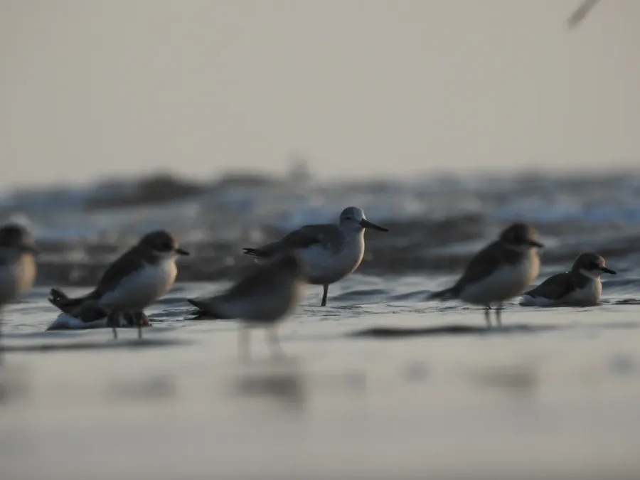 File:Nordmann's Greenshank Tringa guttifer by Raju Kasambe DSCN3885 07.jpg