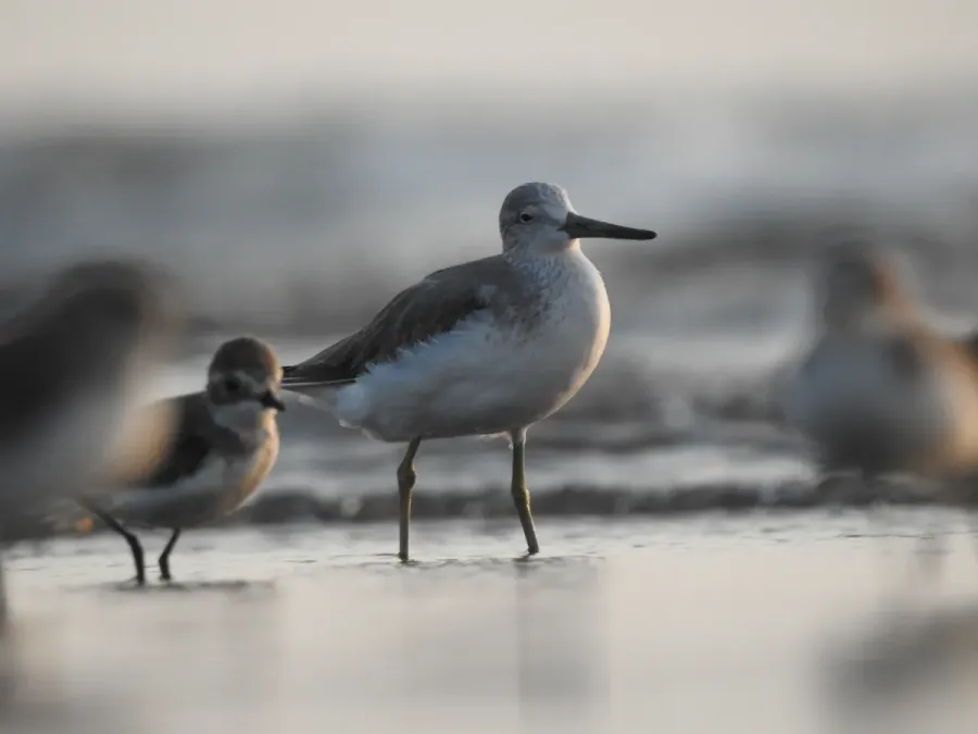 File:Nordmann's Greenshank Tringa guttifer by Raju Kasambe DSCN3885 09.jpg