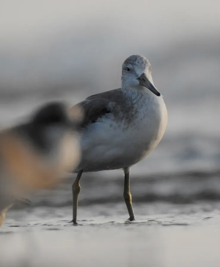 File:Nordmann's Greenshank Tringa guttifer by Raju Kasambe DSCN3885 10.jpg