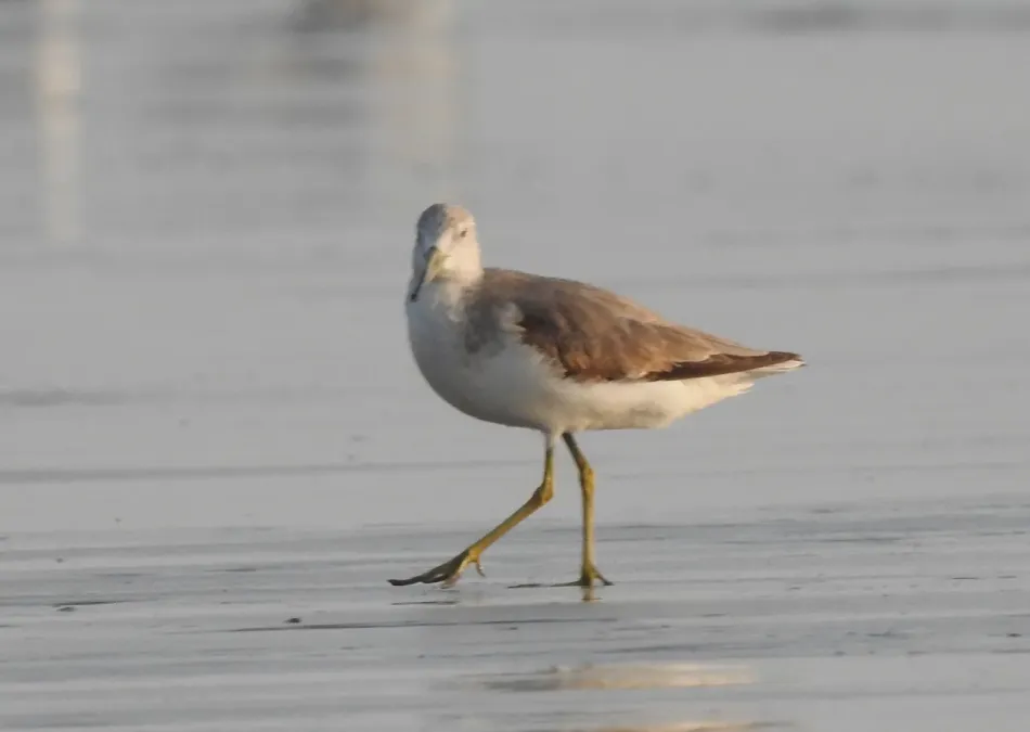 File:Nordmann's Greenshank Tringa guttifer by Raju Kasambe DSCN3885 12.jpg