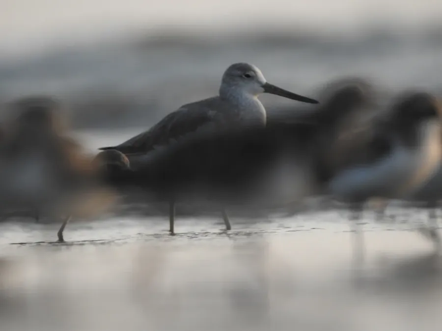 File:Nordmann's Greenshank Tringa guttifer by Raju Kasambe DSCN3885 11.jpg
