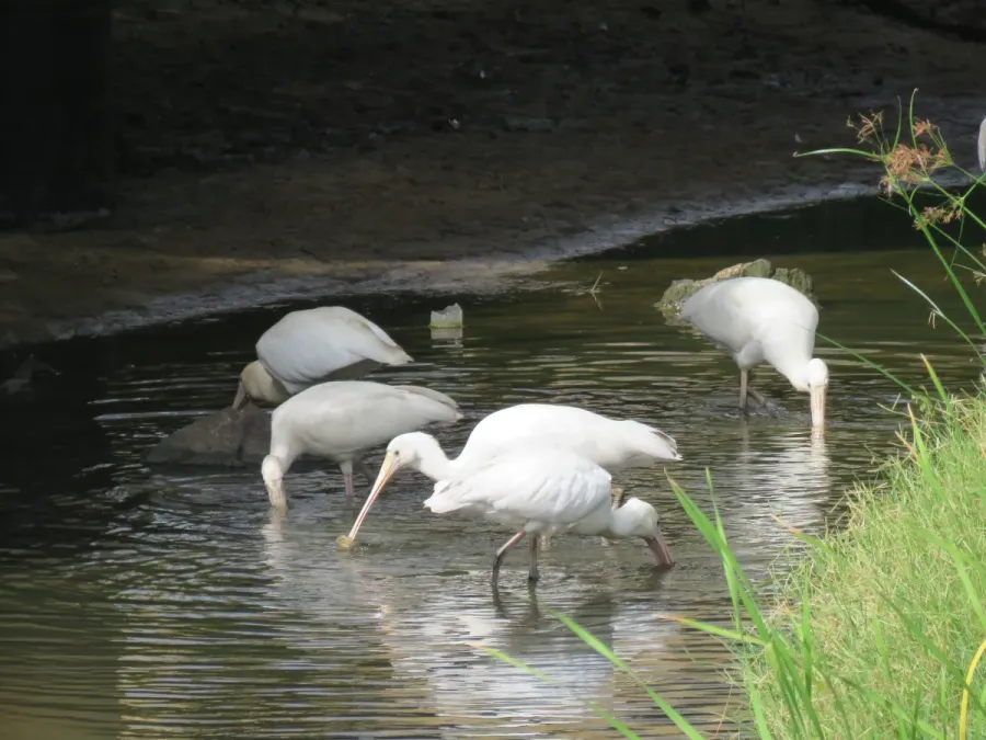File:Platalea flavipes (Yellow-billed spoonbill) in the Serpentine River north of Karnup Road, March 2022 02.jpg