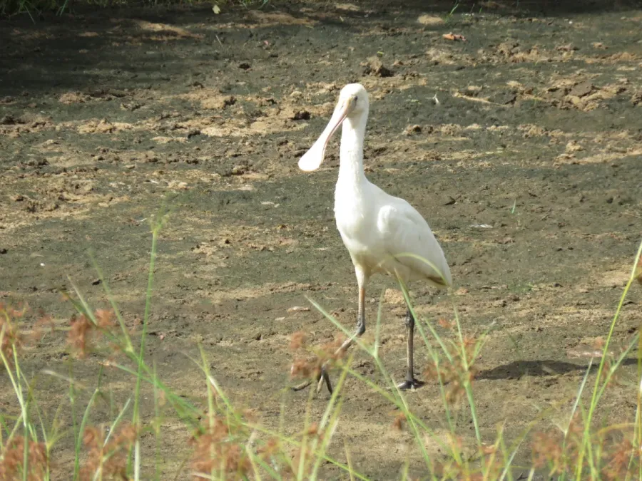 File:Platalea flavipes (Yellow-billed spoonbill) in the Serpentine River north of Karnup Road, March 2022 03.jpg