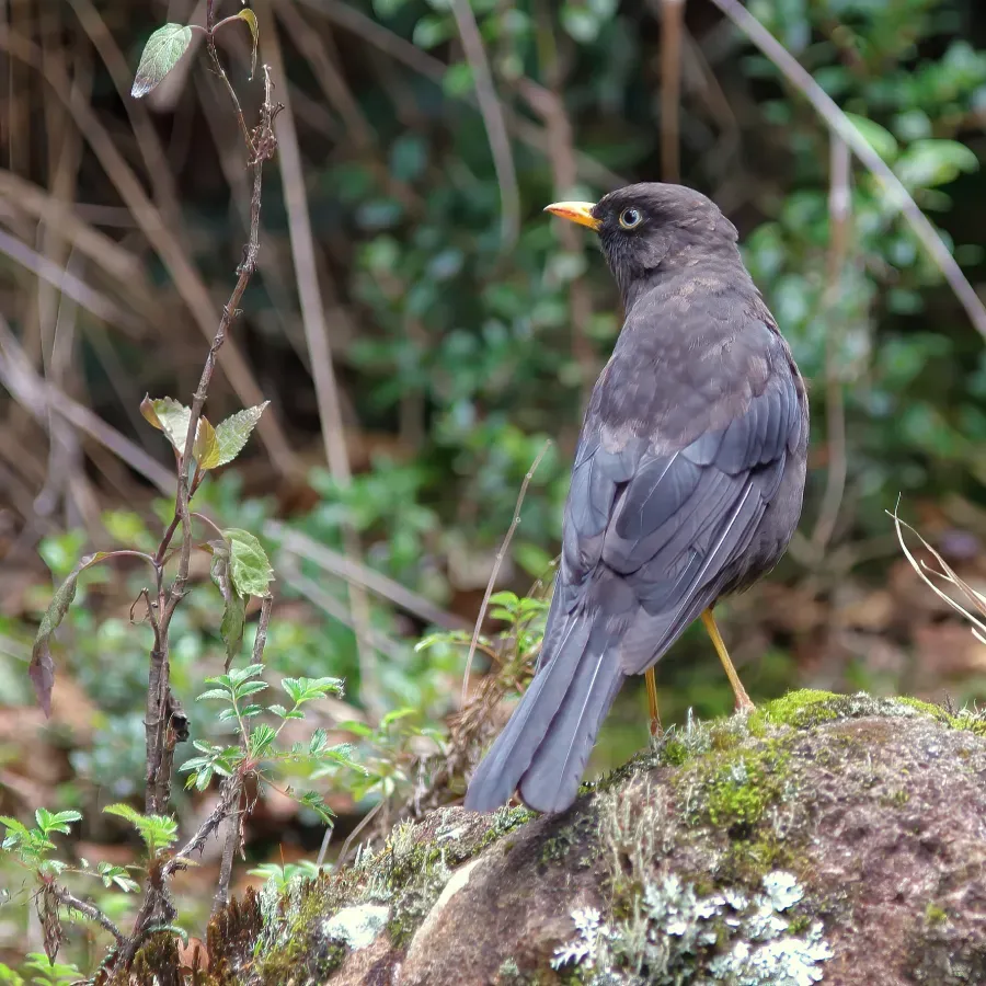 File:Turdus nigrescens CR 01.jpg