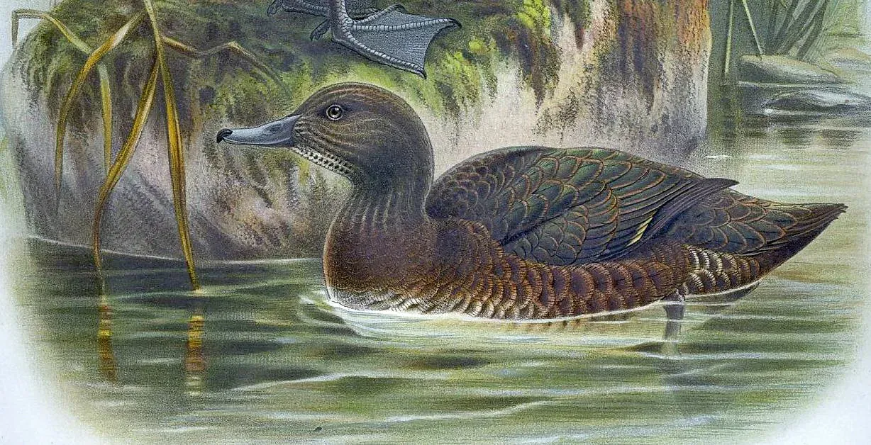 File:Anas aucklandica crop.JPG