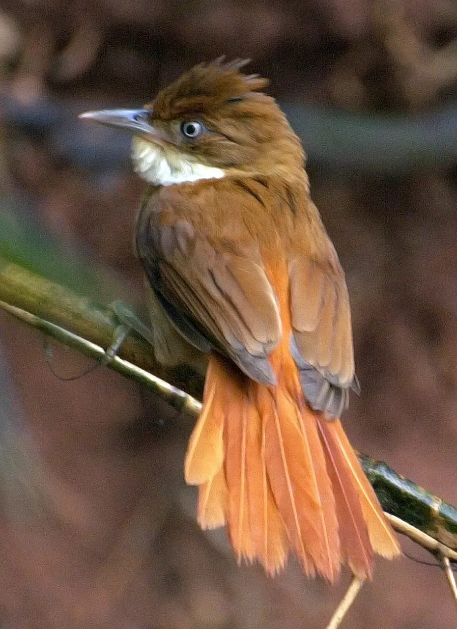 File:Flickr - Dario Sanches - BARRANQUEIRO-DE-OLHO-BRANCO (Automolus leucophthalmus).jpg