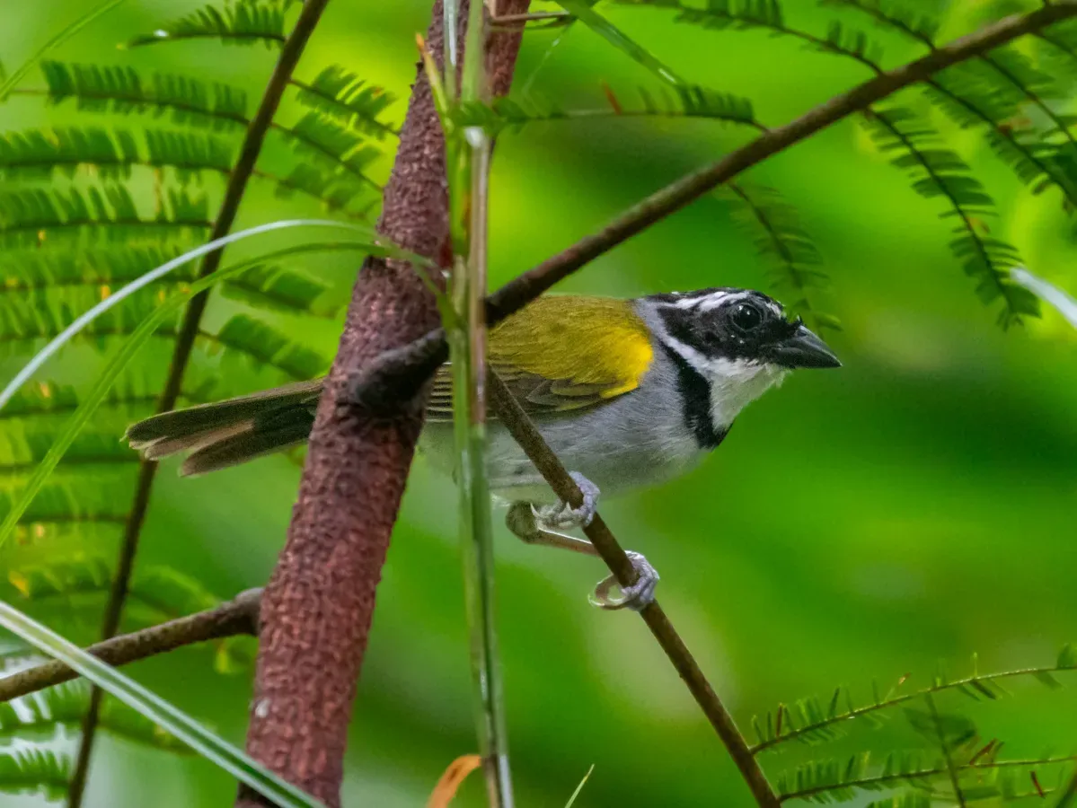 File:Arremon taciturnus Pectoral Sparrow (male); Rio Formoso, Pernambuco, Brazil.jpg