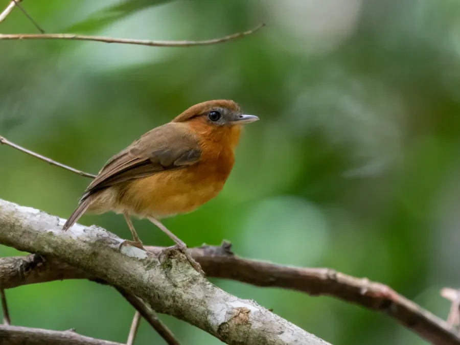 File:Conopophaga cearae Ceara Gnateater (female); Pedra d'Antas Reserve, Lagoa dos Gatos, Pernambuco, Brazil.jpg
