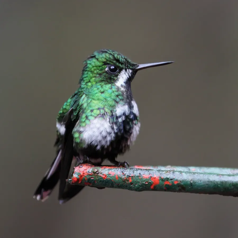 File:Discosura conversii Santa Elena 3.jpg