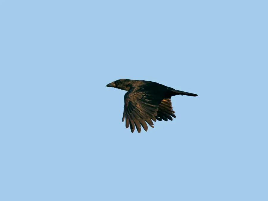 File:Corvus minutus, Najasa, Camagüey, Cuba 2.jpg