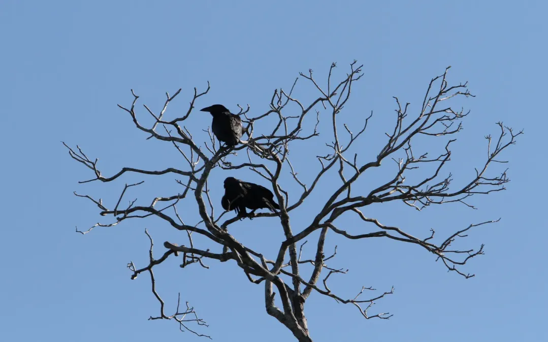 File:Corvus minutus, Najasa, Camagüey, Cuba 4.jpg